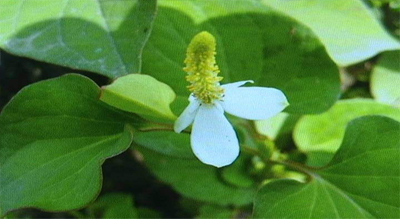 公众平台消息管理使用限制